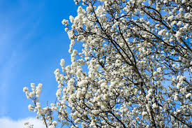 Michael durr calls the smell malodorous but gives the tree high marks for beauty in. Why Do Bradford Pear Trees Smell Like That Al Com
