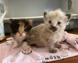 We offer kittens for sale and adoption. Adoption Update Fluffy Kittens Luna And Soleil Welcomed Into A Very Special California Family Cole Marmalade