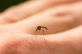 Gejala demam berdarah dengue ini biasanya terjadi antara 4 hingga 10 hari sesudah seseorang tergigit nyamuk aedes aegypti atau aedes albocopictus yang sudah terinfeksi. Kenali Ini Gejala Demam Berdarah Dengue Pada Orang Dewasa Solopos Com