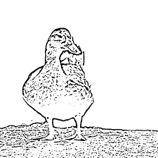 Check out other doodlekat videos and more at www.doodlekat.weebly.com. The Photo Of A White Duck In Three Versions And The Drawing Of A Download Scientific Diagram