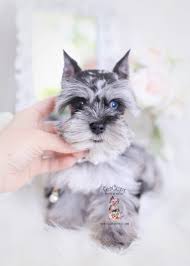As a working breed, their job was to rid the property of rats and other small vermin. Miniature Mini Schnauzer Puppies For Sale By Teacups Puppies Boutique Teacup Puppies Boutique
