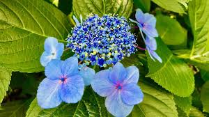 Image result for Hydrangea