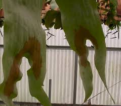 Image result for Platycerium stemaria