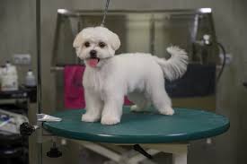 Mar 09, 2012 · in the kit below you can find all the basic tools to get you started grooming your maltese at home. Kitty Talks Dogs Grooming Odette De Maltese Puppy Part 2 Transgroom Pet Care Professionals