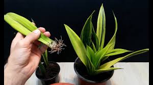 Get the best deals on cactis&succulents. How To Grow Sansevieria Gold Flame From Leaves Very Easy Youtube