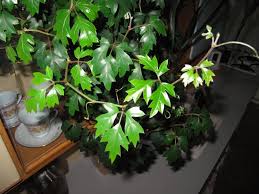 Image result for Cissus rubiginosa