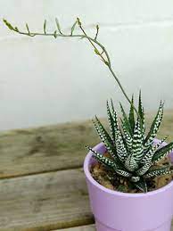 Haworthia Attenuata Zebra Plant World Of Flowering Plants Zebra Plant Plants Shade Garden Plants