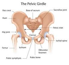 Pin On I M A Chiropractor