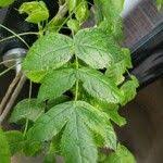 Image result for Steganotaenia