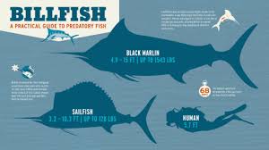 More images for marlin fish vs swordfish » Superfish A Warning To Seafood Lovers Nature Pbs