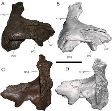 Image result for Dinophora