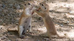 Where can you find rock squirrels in arizona? The Art Of Paying Attention Round Tailed Ground Squirrels Azpm