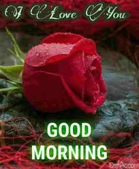 Maybe you would like to learn more about one of these? 55 Good Morning Rose Flowers Images Pictures With Romantic Red Roses
