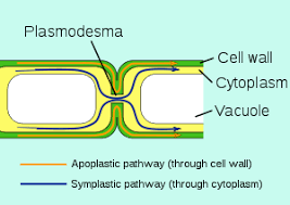 These holes have a problem: Plasmodesma Wikipedia