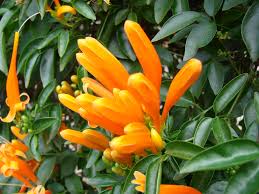 Image result for Pyrostegia