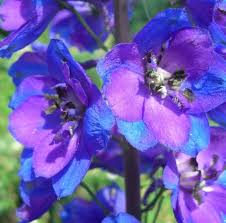 The July Birth Flowers Are The Larkspur And The Water Lily July Birth Month Flower The Larkspur Each Co Birth Flowers July Birth Flower Birth Month Flowers