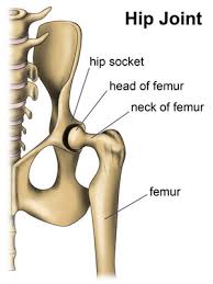 Legg Calve Perthes Disease In Dogs