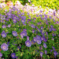 Flowering perennials for full sun gardens. Perennials For Sun White Flower Farm