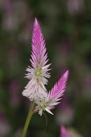 Image result for Celosia nervosa
