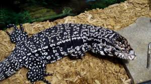 Black And White Lizard Argentine Black And White Tegu Argentine Black And White Tegu Youtube Cute Reptiles Tegu Large Lizards