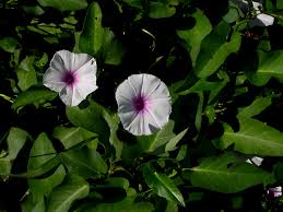 Image result for Ipomoea crassipes