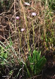 Image result for Gerbera viridifolia