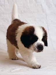Lately I Ve Been Considering Getting A Saint Bernard Once I M Settled Somewhere St Bernard Puppy Baby Puppies Cute Animals