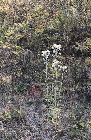 Image result for Paspalidium obtusifolium