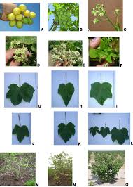 Image result for Crepidorhopalon namuliensis