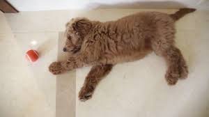 We did not find results for: Meet Patton The Goldendoodle Will He Become Trump S First Dog The Washington Post