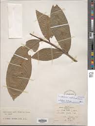 Image result for Campylospermum vogelii