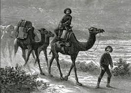 It all started with a tall tale from a newspaper man! Camels In The Old West Petticoats Pistols