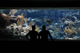 Best 100 Gallon Aquariums 2021 Edition Buyers Guide Myaquarium