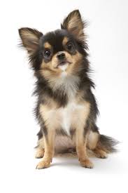 Why do some people get a dog and then leave it in the back garden all the time? Black And Tan Cream Long Coated Chihuahua Isolated Over White Background Long Haired Chihuahua Puppies Cute Small Dogs Chihuahua Dogs