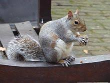 Eastern Gray Squirrel Wikipedia