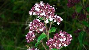Image result for Origanum