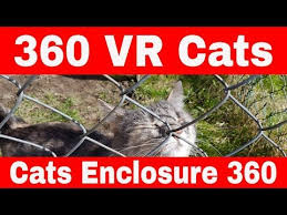 Vr 360 Funny Cats 360 Vr Cats Vr 360 Cats Enclosure Outdoor Youtube