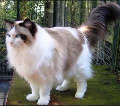 Setelah kucing berusia 5 sampai 10 tahun, usahakan ubah pola makannya menjadi. Ciri Ciri Kucing Ragdoll Dan Keunggulannya Sebagai Hewan Peliharaan Di Rumah Yoadit Com