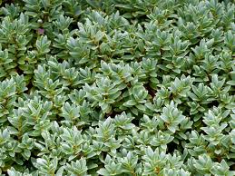 Image result for shrubby veronica hebe