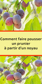 Comment Faire Pousser Un Prunier A Partir D Un Noyau Prunier Arbre Fruitier Jardinage Potager
