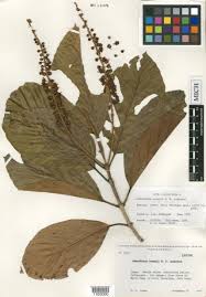 Image result for Acridocarpus chloropterus