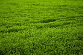 grass field wallpapers top free grass field backgrounds wallpaperaccess grass field wallpapers top free grass