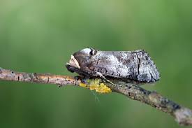 Image result for Cossus cossus