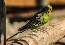Price list of all budgies mutation in india 2020 top 10 rare budgies species price in india 2020. What Are The Most Popular Pets In India