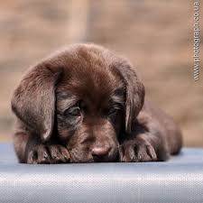 Or if you are searching for american lab breeders in michigan. Lovely Labrador Puppy Labrador Retriever Puppies Labrador