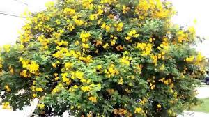 Image result for Senna bicapsularis