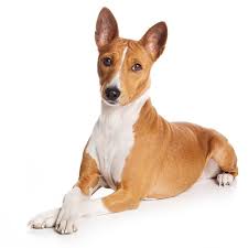 Questions to be emailed to be considered for our wait list. Basenji Dog For Sale Petfinder