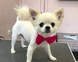 10 Best Long Haired Chihuahua Haircuts In 2020 Long Haired Chihuahua Chihuahua Dog Haircuts