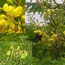 Image result for Caesalpinia sappan