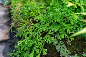 Image result for Selaginella soyauxii